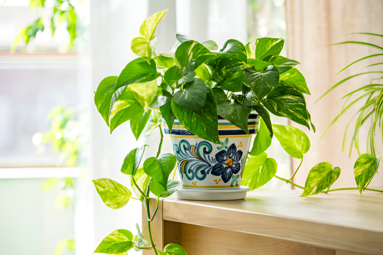 Indoor Plants Safe for Pets: A Guide for Pet Owners